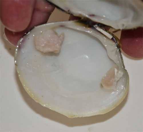 abductor muscle inside the clam shell
