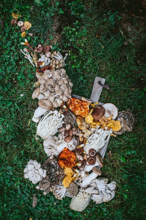variety of mushrooms on grass