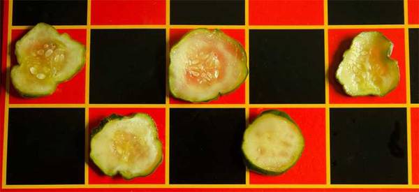 pickle-slices-checkers.jpg