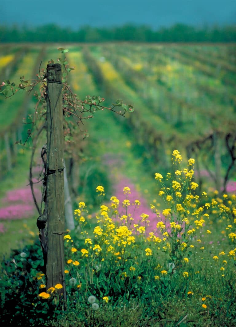 Hit A Home Run With This Ballpark Mustard Recipe