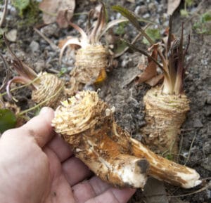 horseradish