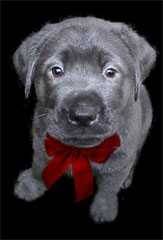 puppy with red bow on neck