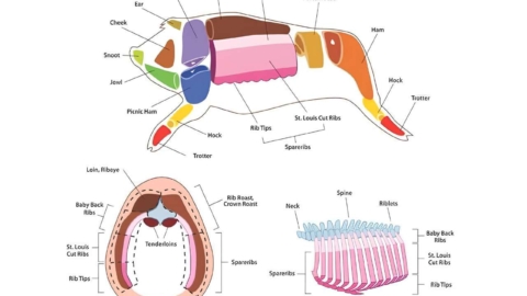 Diagram showing different cuts of pork.