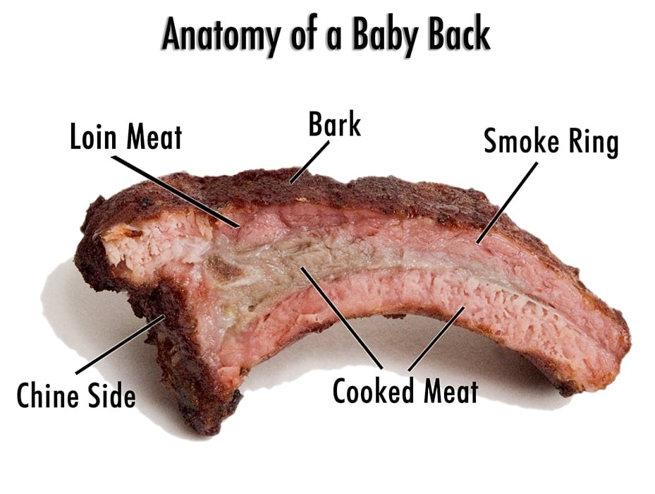 anatomy of a rib