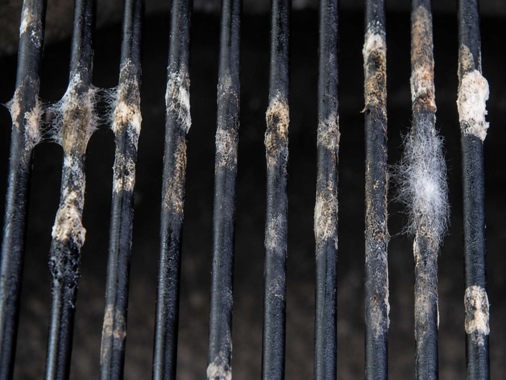 Mold on a grill grate.