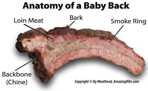 anatomy of a baby back anatomy of a baby back
