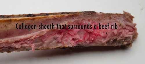 collagen bone sheath that surrounds beef rib