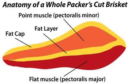 brisket anatomy