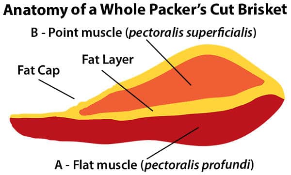 Diagram of a whole beef brisket