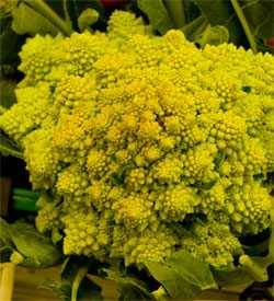 broccolo romanesco