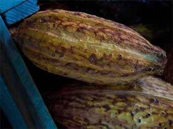 cocoa pods