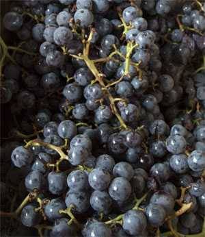 Concord Grapes