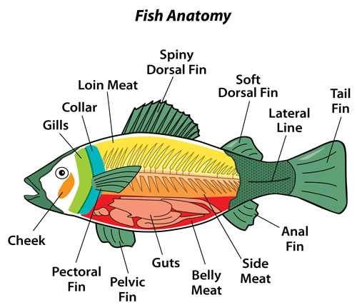 Fish Internal Anatomy Labeling Worksheets