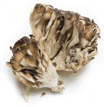 hen of the woods mushroom