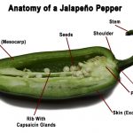 dissected jalapeno