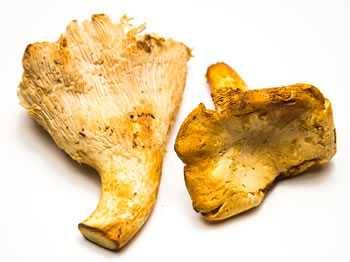 large chantarelles