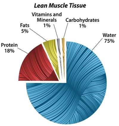 lean muscle tissue contents