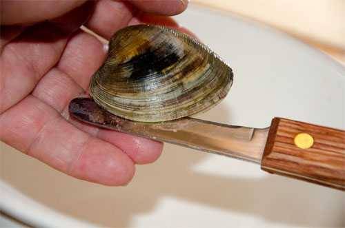 proper method for shucking a clam