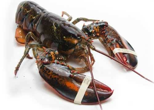 Live lobster