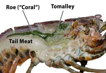 Diagram of split lobster