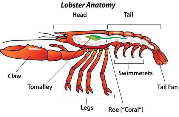 Lobster anatomy