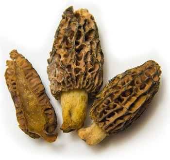 morels mushroom