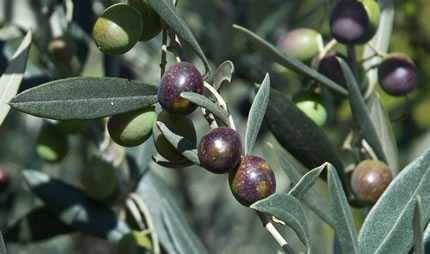 olives ripening