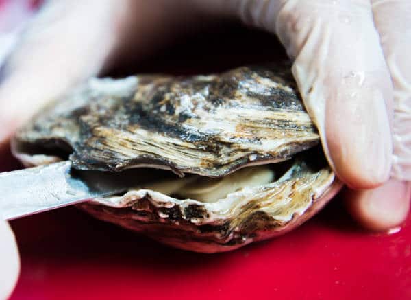 prying open the oyster shell