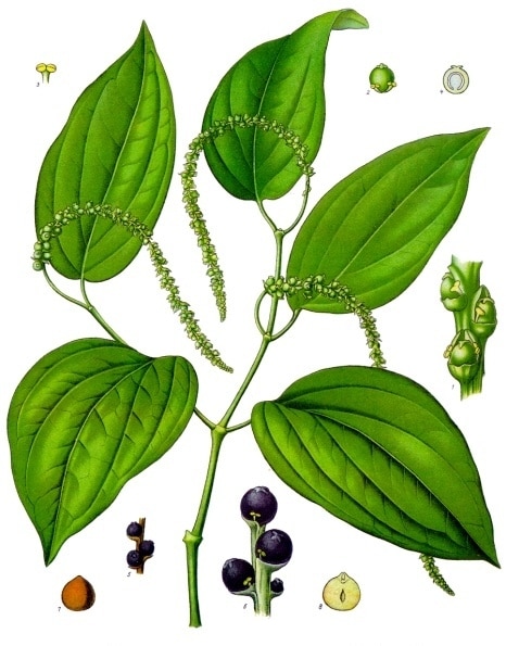 peppercorn plant