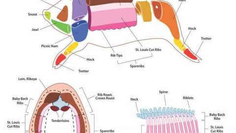 sections of pork cuts diagram
