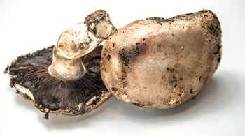 portobello mushroom