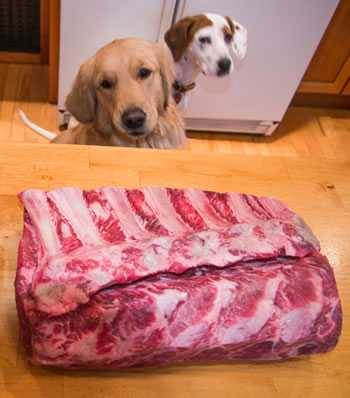 are prime rib bones good for dogs