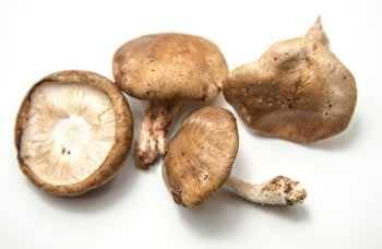 Asian Best Brand Broken Peeled Straw Mushrooms in Brine