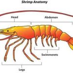 shrimp anatomy