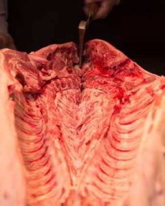 split hog spine