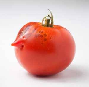 ripe tomato