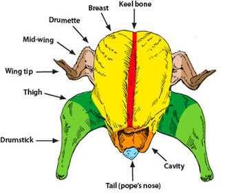 turkey anatomy 1
