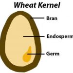 wheat kernel
