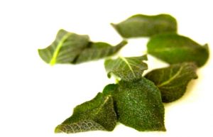 deep fried sage leaves