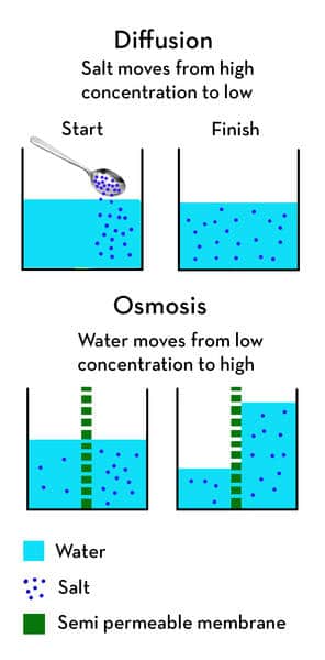 diffusion vs osmosis diffusion vs osmosis