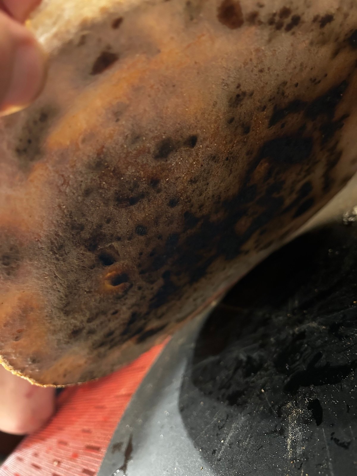 pizza bottom crust