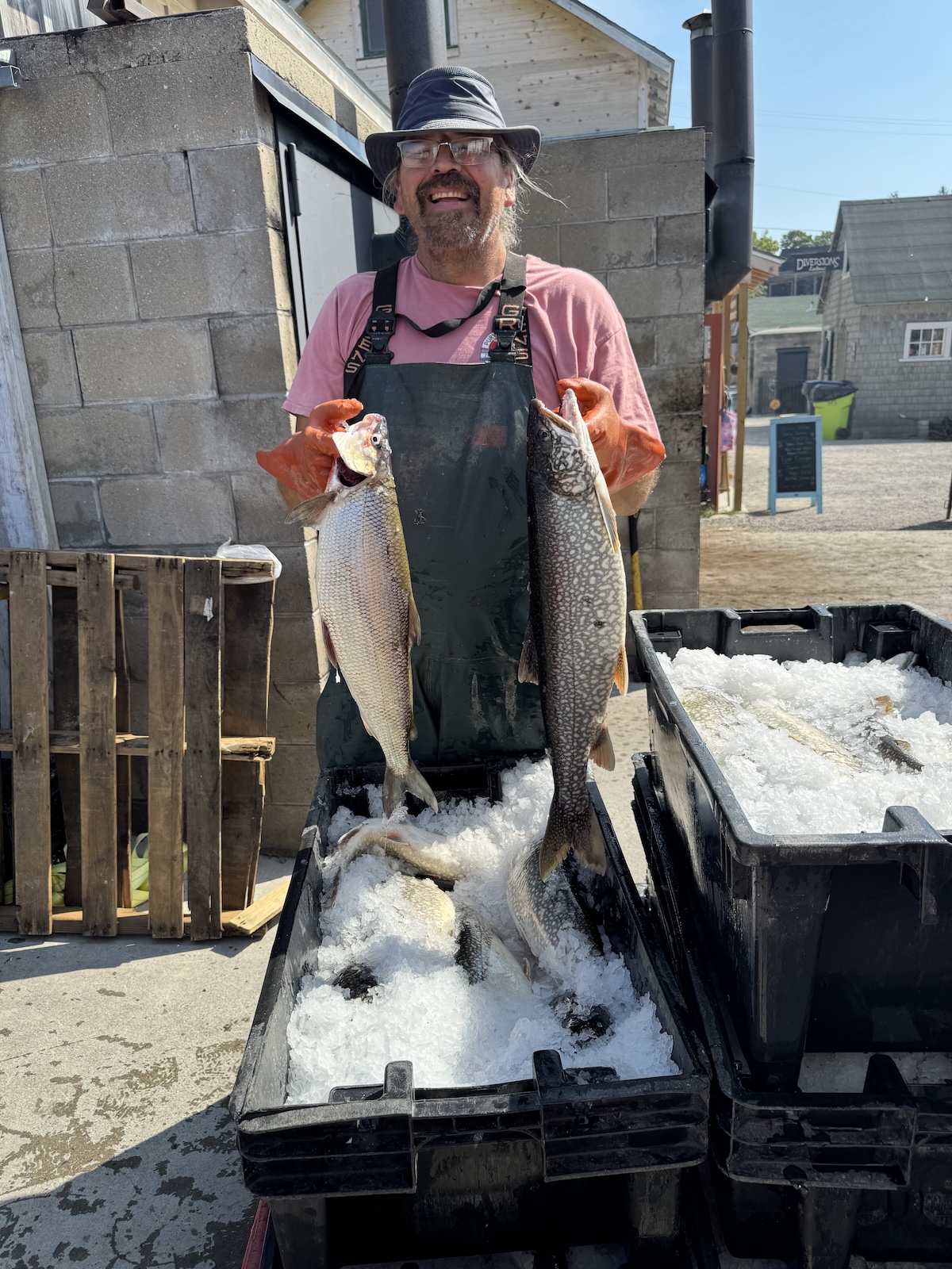 A fisherman named Bear with fresh Lakers and Whitefish on ice.