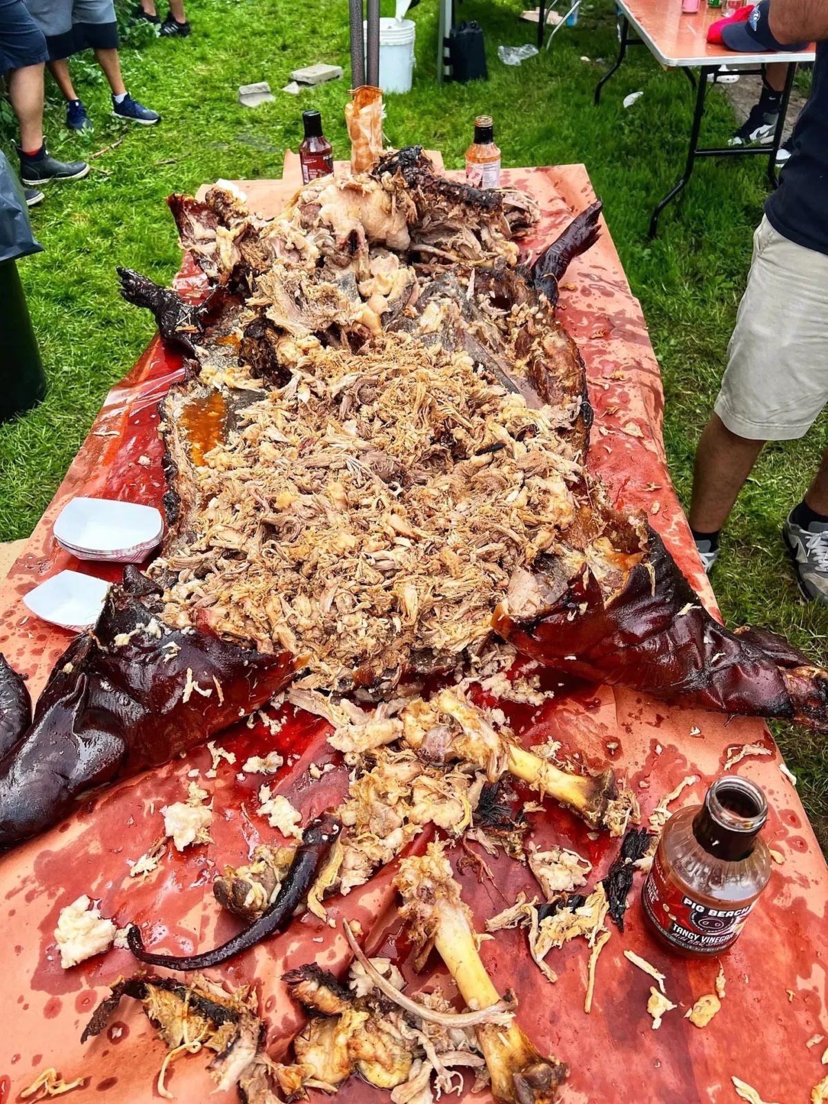 Barbecued whole hog on a table with meat pulled.