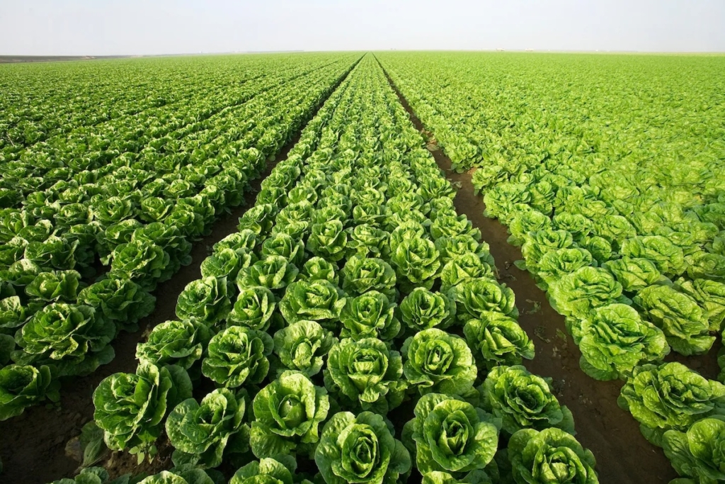 row upon row of lettuce growing in a field.